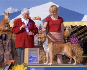 CH USA Tazmanian Olmar Diamond In The Ruff