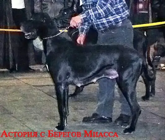 Astoriya z Beregov Miassa