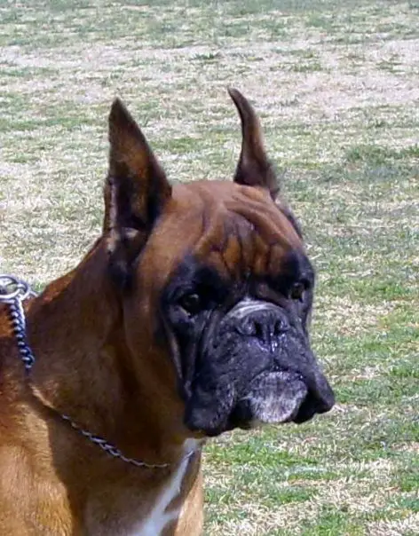 Quyte del Piovese