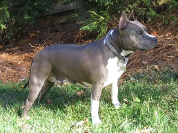 CIRKLE C'S FOREVR N' BLU JEANS