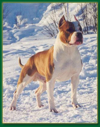 INT CH Kredo Festa Joshua Li Var