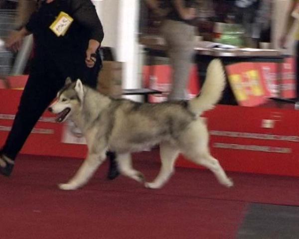 CH T'Ice'T de la Vallee de Morava