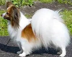 FIN CH AM CH SWISS Marquis Invocation