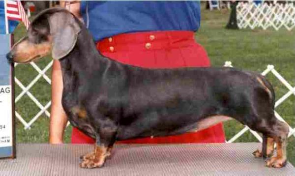 AMERICAN CHAMPION Vonbork's Countess Morcar