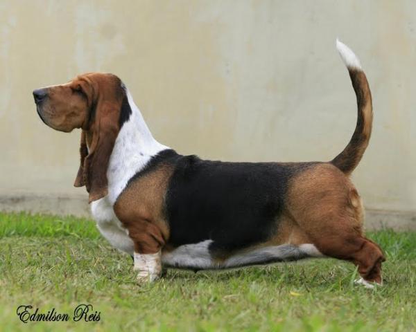 Brave Basset Only In My Dreams