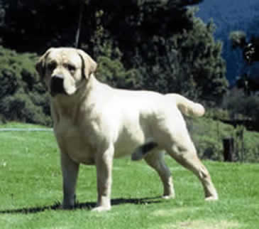 Davaron Dickendal Bugsy