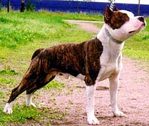 Buster X-Hard Favorit Galev'S