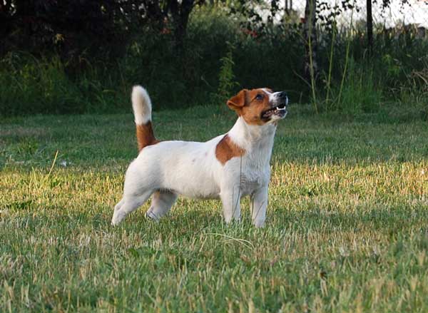 CAC INVERBRAE Capricorn Lady