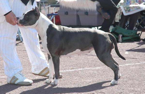 Silver demon de roofneck dog's