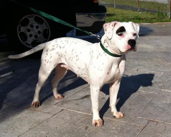 Larsens Indigo of Leatherneck