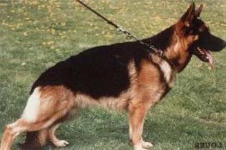 V Cris vom Forsthaus Hattlich