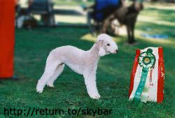 SECH Skybar About Suburbia