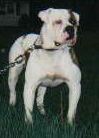 Lenwood's Bolo