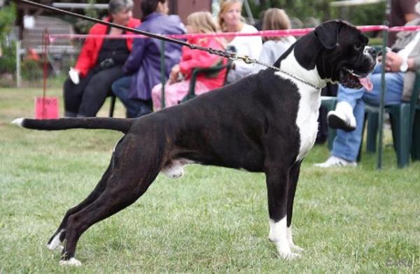 DT CH (VDH) Igor von Poptime