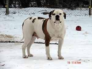 VIP Bulldogs Miss Precious of OSB
