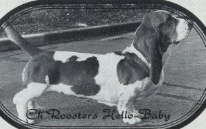 Rooster's Hello-Baby