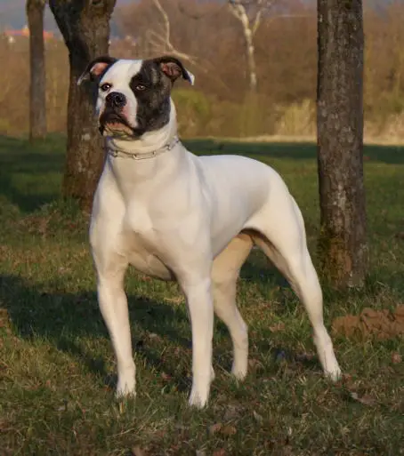 C&S Farm's Bear's Panda