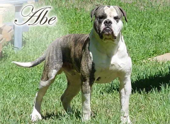 Razor's Edge Abe of Steel City