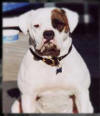 Jillie's Sweetie Peetee of J.R.