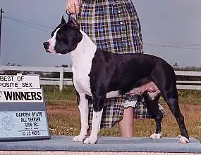 CH De Paco XZ Black Dragon