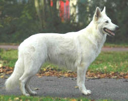Crystal Moon's Duchess Enya
