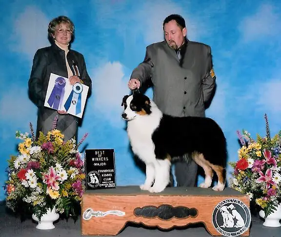 AKC/UKC GCh. Shoreland's HeartSnatcher