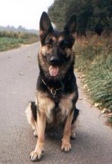 Kascha von der Maineiche