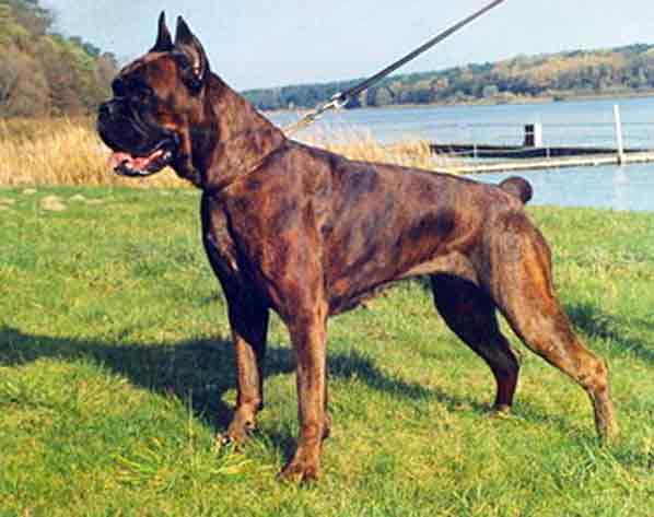 CH Arletta iz Korolevstva Rozy