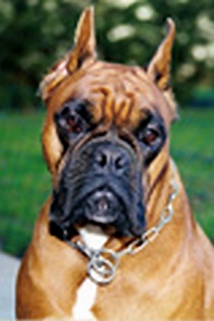 Nell de la Vallée d' Aunis