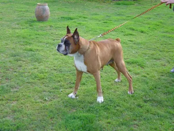 Ninnah de Cante Laudette de Quitterie