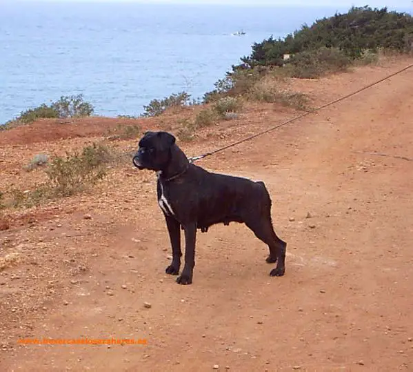 Bea (de Casa los Azahares)