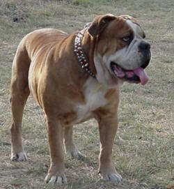 Sullivan's Judge of Block