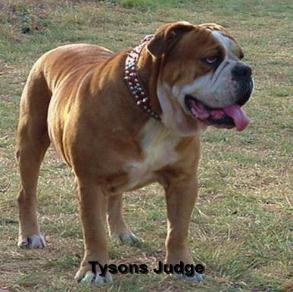 tyson judge