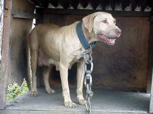 STONE CITY KENNELS` BLONDIE (POR)