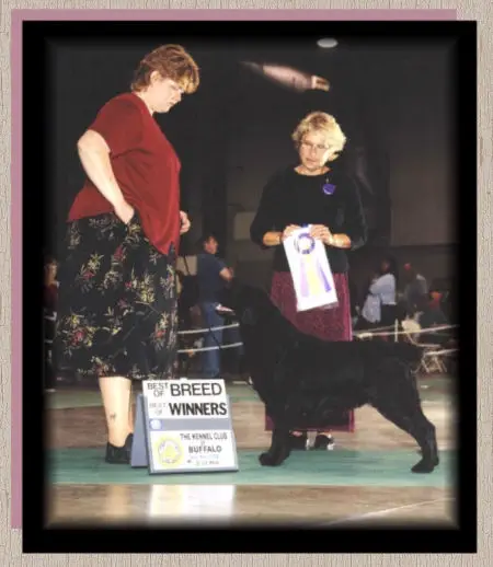 Paradocs Bellwether Gratitude