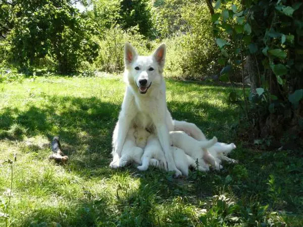 Dioza Snowflake of Sweet Melody