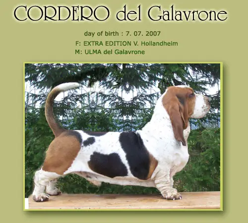 Cordero del galavrone