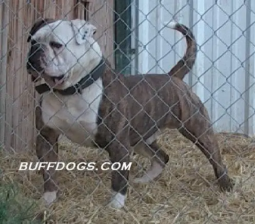 Tyson of Buffdogs