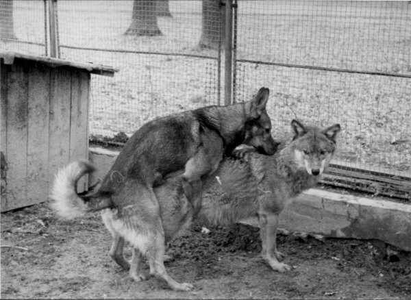 Brita Canis Lupus Lupus