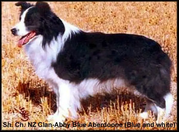 NZ & GB Ch Clan-Abby Blue Aberdoone