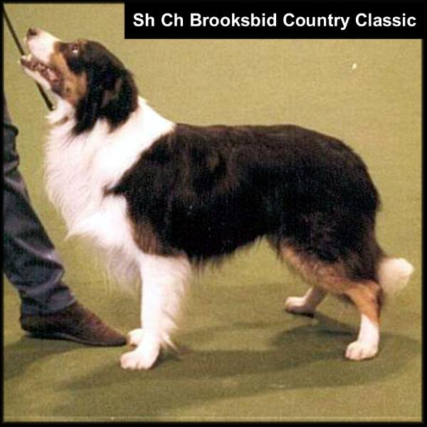 GB SH CH Brooksbid Country Classic, hips 5/4