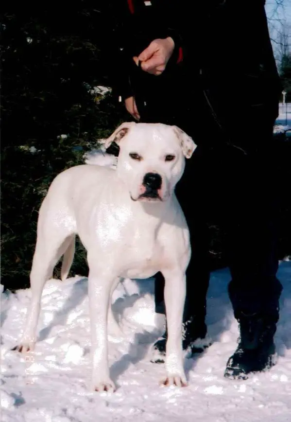 UKC CH. Quest's Cobblestone Blizardess