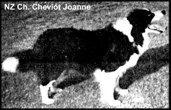 NZ CH Cheviot Joanne