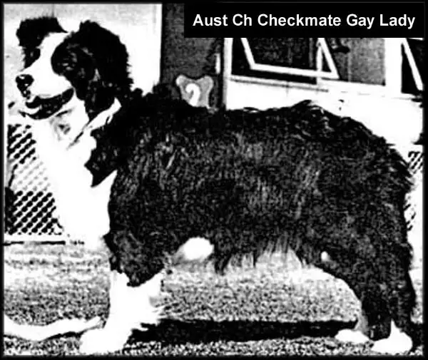 AUST CH Checkmate Gay Lady