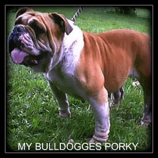 My Bulldogge's Porky