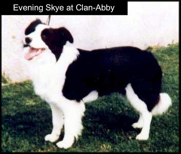 NZ CH Evening Sky of Clan-Abby