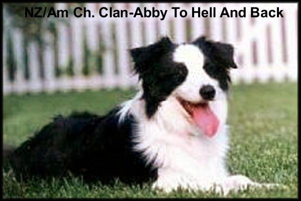 AM/NZ CH Clan-Abby To-Hell-and-Back