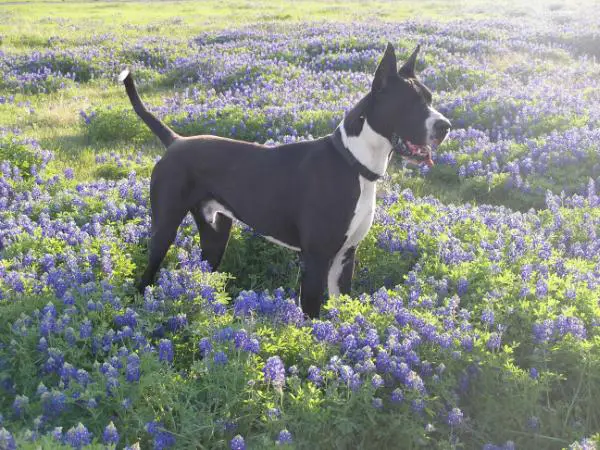 Kasinodane El Torro Loco