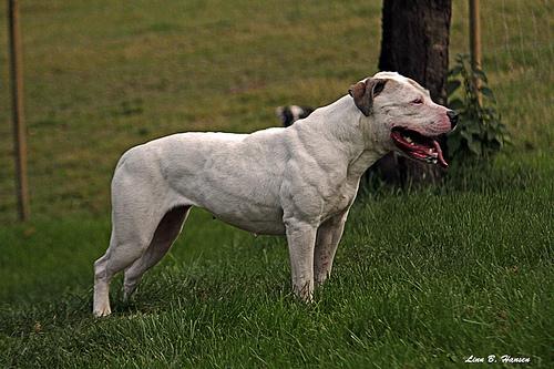 Bingen Bulldogs Squaw of Williamson