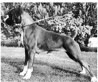 CH. chante v.numado